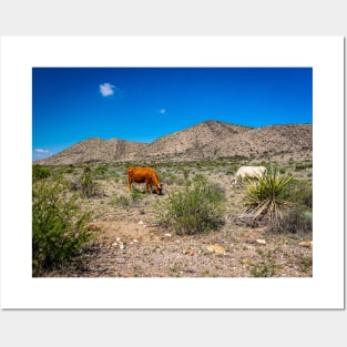 Criollo Cattle on the Open Range Posters and Art